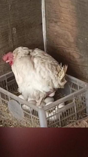 Зоофилам не смотреть ...