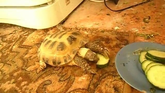 Черепаха ест огурец смотреть онлайн