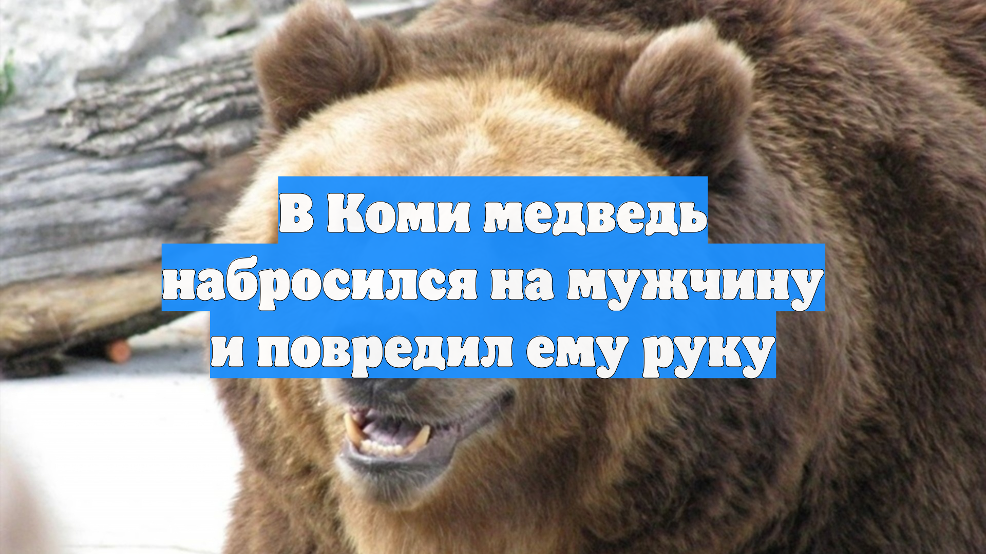 В Коми медведь набросился на мужчину и повредил ему руку