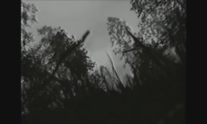 Backrooms 4 - Forest of the skeleton