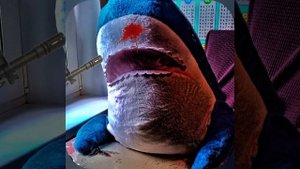 акула скоро умрёт