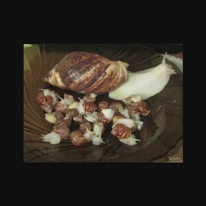 мои питомцы