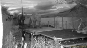 Подружек-медведиц сняла камера,встроенная в платформенные весы для медведей на кордоне "Травяной"