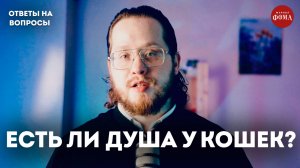Есть ли душа у собак и кошек? | Ответы на вопросы