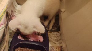 кот 😻 Вася ...