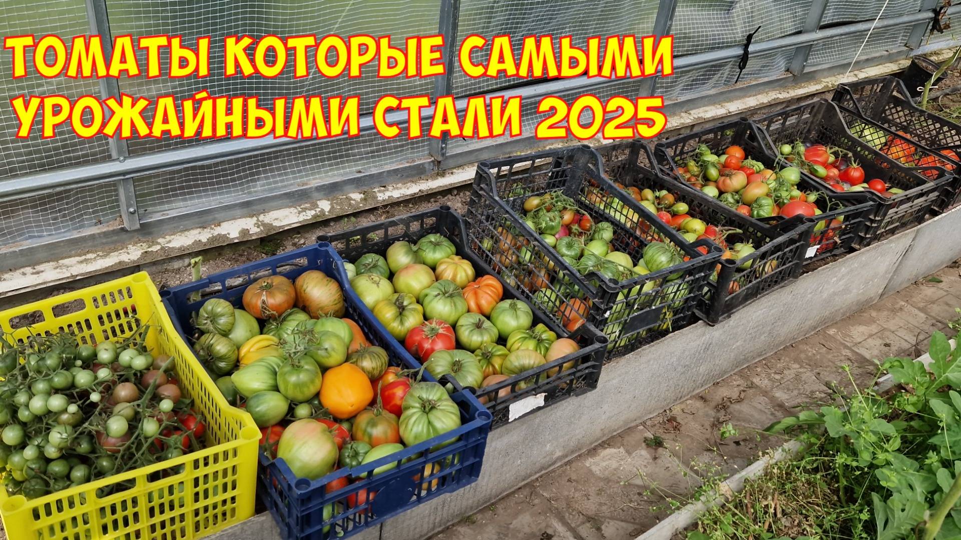 Огород в августе.  Урожаю  грех такому не радоваться! Уборка томатов в теплице.