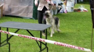 HDV_5761щедроелетосукаветеранБрава