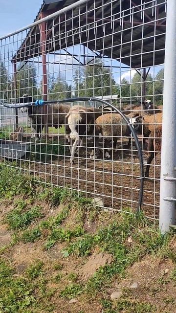 #смешно #животные #бараны #shorts смотреть онлайн