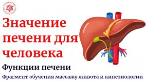 Почему печень имеет большое значение для человека? Функции печени. Фрагмент обучения