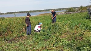 Приехали в деревню.Копаем картошку.Высадили яблоньки.