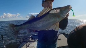 Судак. 7-ка, из свеженького, Серёжка поймал. 🎣💪😊