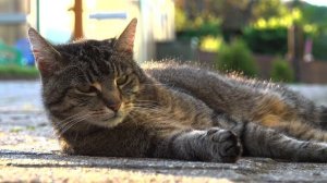 То чего вы не знали о кошек - Самые интересные факты