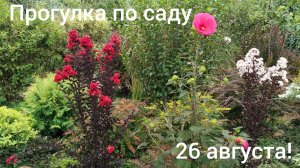 Переехали в Адыгею/Прогулка по нашему саду 26 августа/ Живем в Гиагинской/