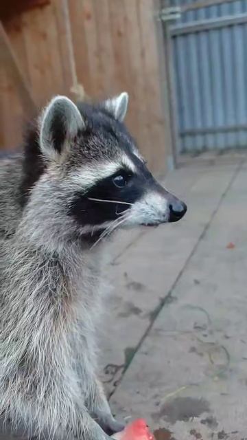 Еноты тоже любят арбузы смотреть онлайн