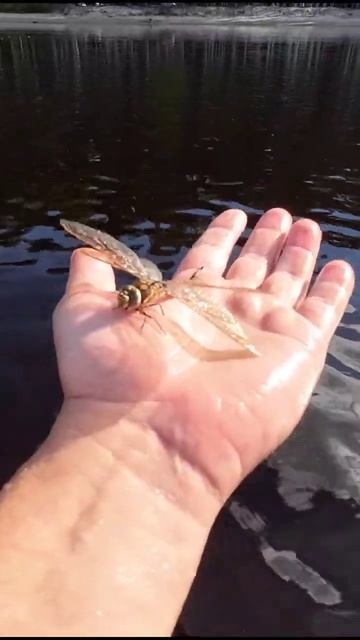 #карелия #shorts#озеро смотреть онлайн