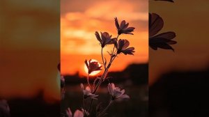 Шум берез слышу я.