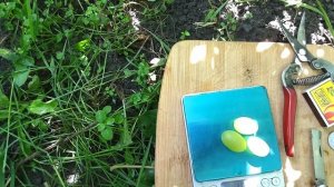 К-ш Элица сорт Болгарской селекции раннего срока созревания.