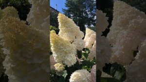 Гортензия Ванилла Фрайз: история успеха и некоторые секреты