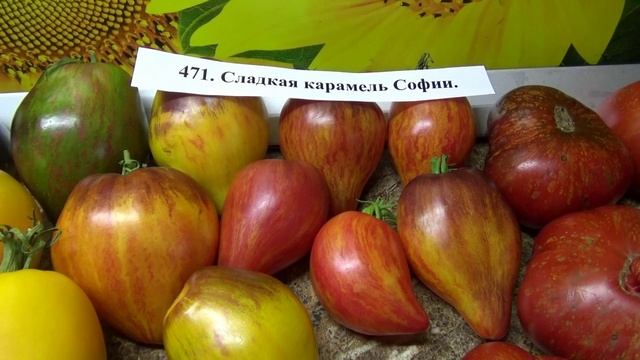 Томаты - новинки 2025 года. Томат Сладкая карамель Софии Сааковой.