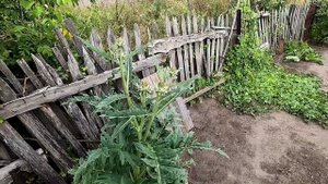 Выросли два ОЧЕНЬ разных артишока