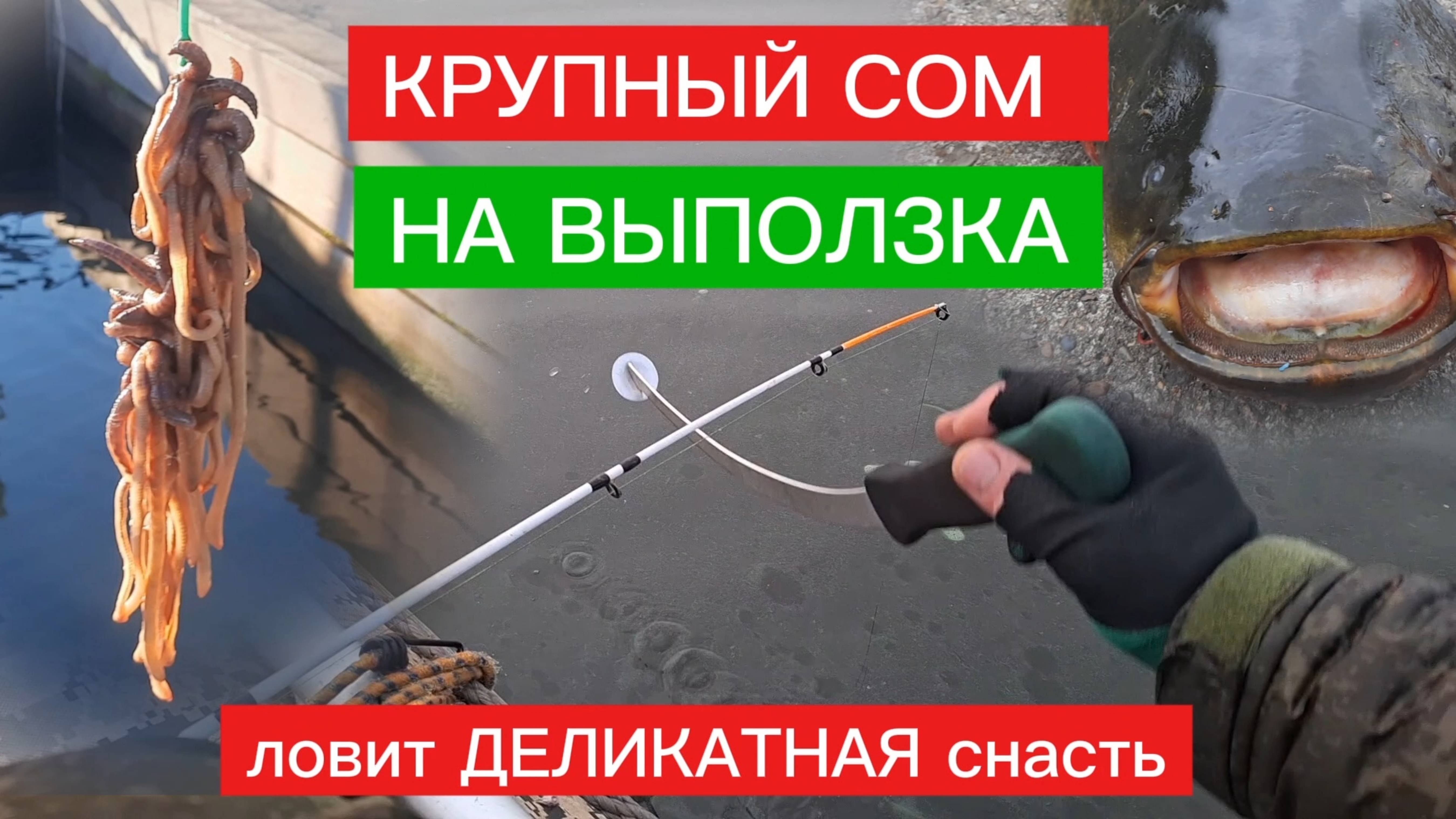 КРУПНЫЙ СОМ на ВЫПОЛЗКА. ЛОВЛЯ СОМА с КВОКОМ. Деликатная СНАСТЬ ловит  КРУПНОГО СОМА. СОВЕТ ПО СОМУ