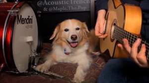 ШОК!!! СОБАКА ИГРАЕТ НА БАРАБАНАХ! Back In Black w_ Maple on the Drums (AC_DC)