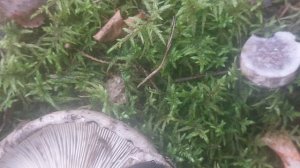 Грибы бывают разными, их надо знать в "лицо".