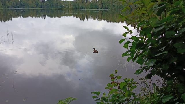 Экстремальный поход. Дождь. Лопнул матрас.Новая палатка. Сбор грибов.