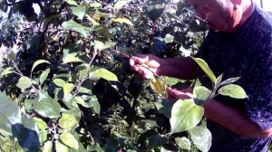 Прививка в  августе глазком - окулировка