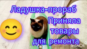 Подготовка🛠️к ремонту🐱Ладушка😊рулит👍#жизнь #вагонка на балконе
