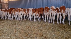 Бычки в Лихой.24.08.25г,т.8 909 408 9387