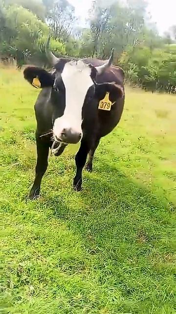 яраславка корова