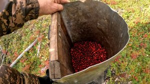 Собираем дары леса.