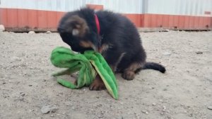 Когда щенки - любители морепродуктов с детства. Баларис Р-щенки.