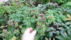 Дела на участке конец августа