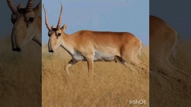 Степь