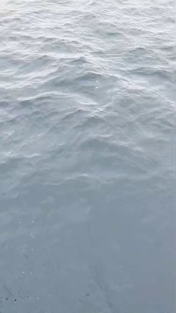 Встреча  дельфинов  в море вообще  жесть