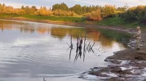 Очень много хищника!