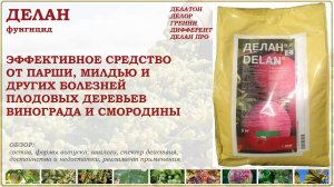 Делан- эффективное средство от болезней плодовых, винограда и смородины.Обзор фунгицида и аналогов