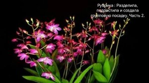 Групповая посадка из подрощенных делёнок дендробиума Berri Oda.        Часть 2.