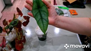 НОВИНОЧКИ-ПОДАРКИ,ОТ КАТЮШИ ИЗ НОВОАЛТАЙСКА!❤️КОМНАТНЫЕ РАСТЕНИЯ(ЦВЕТЫ).