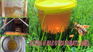 Когда и как правильно качать мед. Что такое забрус и его полезные свойства Время сбора меда. #мед
