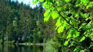 АНТОНИО ВИВАЛЬДИ. ВРЕМЕНА ГОДА. ВЕСНА