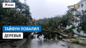 Во Вьетнаме из-за тайфуна «Кадзики» упали деревья