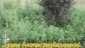 п.Темп Ртищевский район