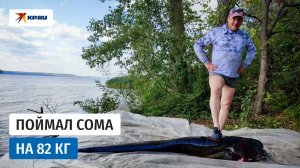 Саратовский рыбак вытащил из Волги сома на 82 килограмма