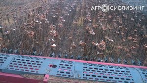 ЖАТКА для уборки подсолнечника безрядковая НАШ 9.1