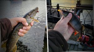 Волга, Углич, и немного микроджига