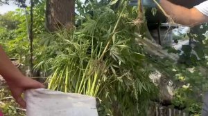 Во Владивостоке полиция изъяла 162 куста конопли в рамках операции «Мак»