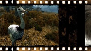 Страус, Моа ! (Новая Зеландия)